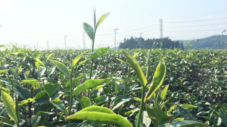 Snapseedjohnsontown18