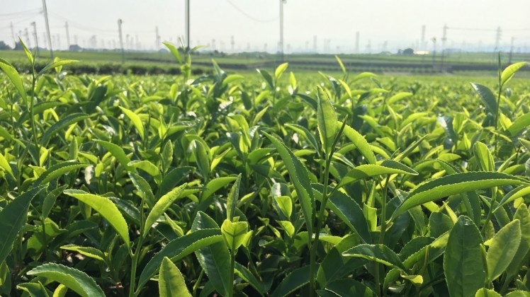 Snapseedjohnsontown19